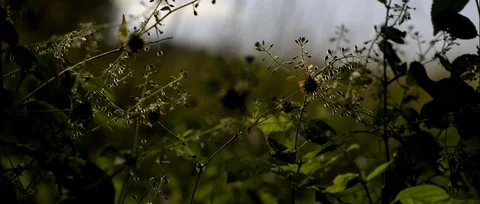 Grass wind Stock Footage 91734364