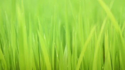 Grass in the wind Stock Footage 95086007