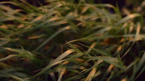 Grass on a wind Video stock 102507774
