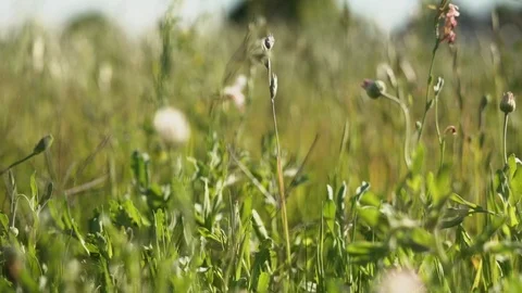 Grass in the Wind Video stock 106260416