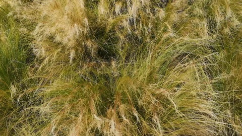 Grass in the wind Stock Footage 107430159