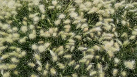Grass in the wind Stock Footage 107433824