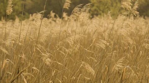 Grass in the wind Stock Footage 107826467