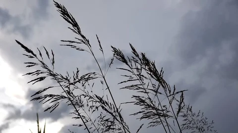 Grass in the wind Video stock 112513520