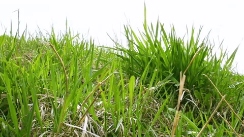 Grass on wind 库存影片 112719025
