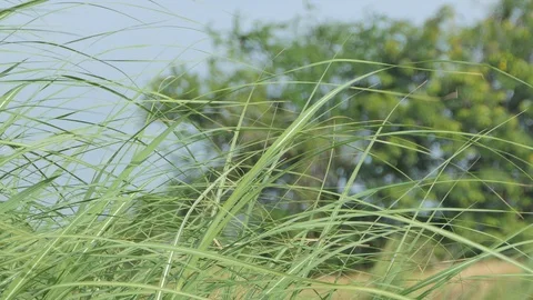 Grass in the wind. Stock Footage 114140463