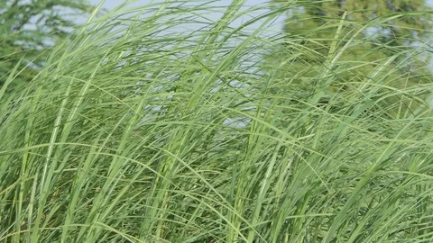 Grass in the wind. 库存影片 114140474