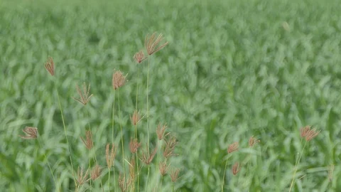 Grass in the wind. Stock Footage 114140481
