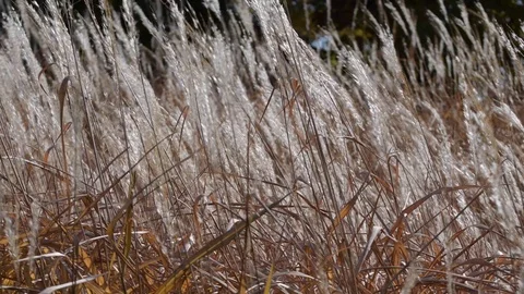 Grass In Wind Stock Footage 124673194