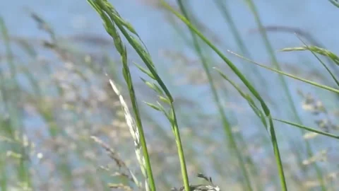 Grass on the wind Stock Footage 131674290