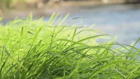 Grass in the wind 動画素材 133062613