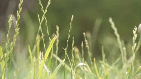 Grass in the wind Stock Footage 134829946