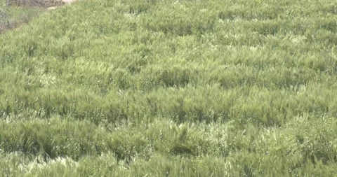 Grass in the Wind 스톡 동영상 152003415