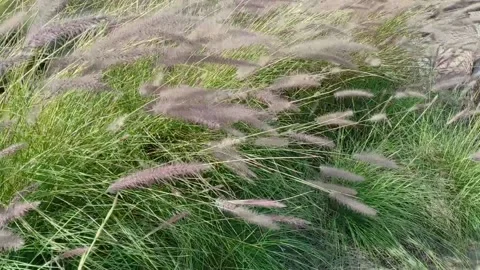 Grass in the wind Stock-Footage 166600734