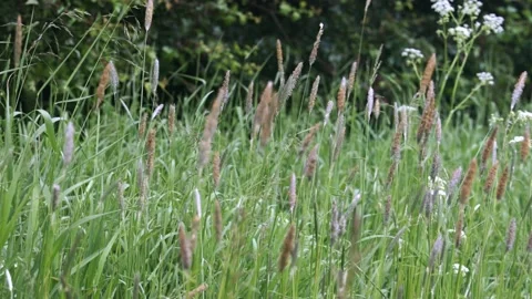 Grass in the wind Vídeo Stock 194710558