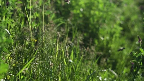 Grass in the wind Stock Footage 229200116