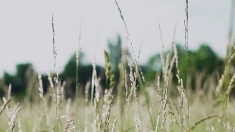 Grass in the wind Stock Footage 229200212