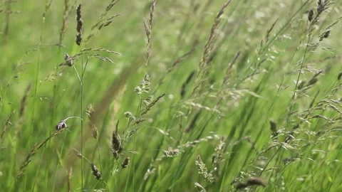 Grass in the wind Stock Footage 229200224