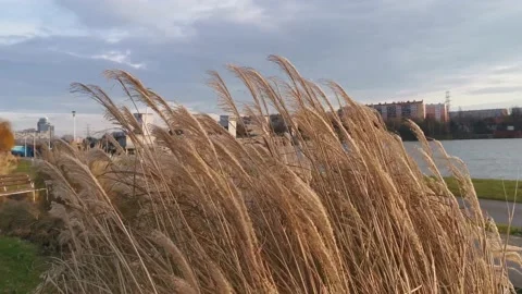 Grass On Wind Stock Footage 229482583
