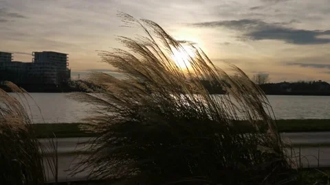 Grass On Wind Stock Footage 229482616