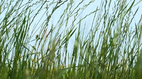 Grass in the Wind Stock Footage 241550627