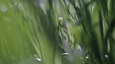 Grass in the wind Stock Footage 241550999