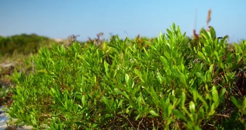 Grass in the Wind Stock Footage 247336727