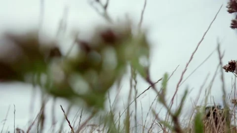 Grass in The Wind Stock Footage 250000170