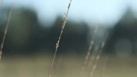 Grass in the wind Stock Footage 252421869