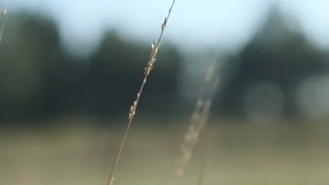 Grass in the wind Stock Footage 252421886