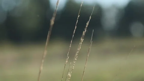 Grass in the wind Stock Footage 252421891