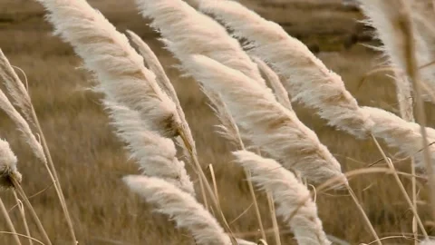 Grass in the wind Stock Footage 264225177