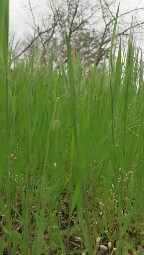Grass in wind Video stock 273730666