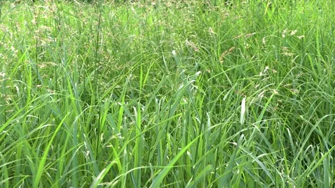 Grass in wind Stock Footage 295325565