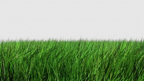 Grass Wind Stock Footage 309864657