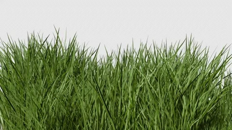 Grass Wind 스톡 동영상 311054210