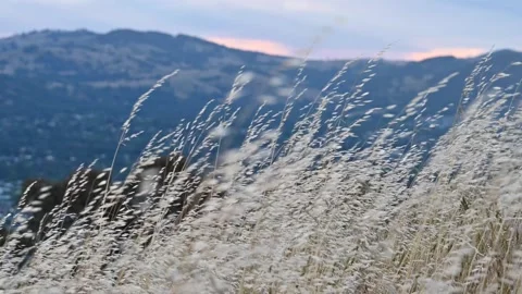 Grass in the wind 스톡 동영상 322076725