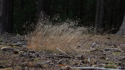 Grass in the wind with forrest in the background without sound Stock Footage 52683077