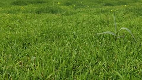 Grass in the Wind. Green Grass, Camera Not Moving.  Stock Footage 190066859