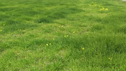 Grass in the Wind. Green Grass, Camera Not Moving.  Stock Footage 190067268