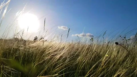 Grass in the wind. Green grass sways in the wind. Grass in the wind in the Stock Footage 183478154