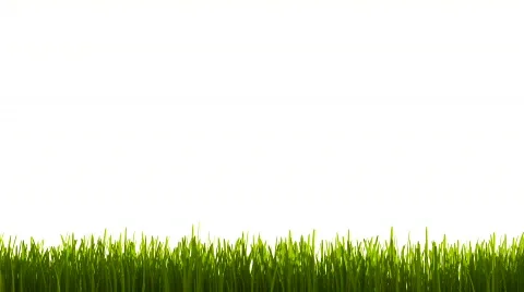 Grass in wind HD Vidéo 363125