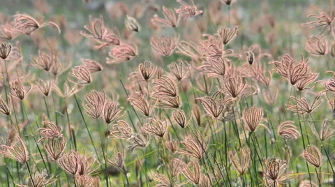 Grass in the wind. HD Video stock 42217971