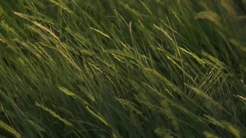 Grass in Wind Kansas prairie Video stock 81606011