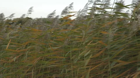 Grass in wind, Locked Down Shot Stock Footage 39429900