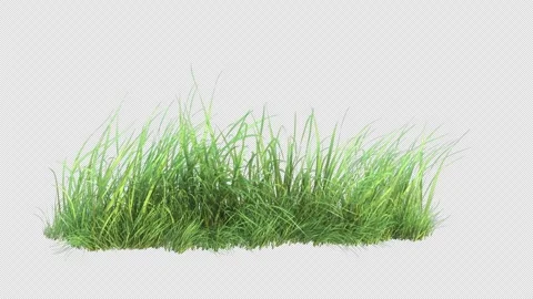 Grass wind loop on alpha Stock Footage 281840543