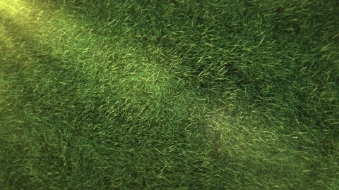 Grass Wind Loop Stock Footage 127070037