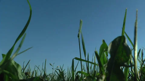 Grass in wind, low angle Stock Footage 33826743