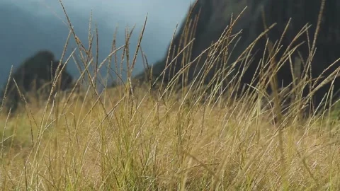 Grass with wind. Machu Picchu, Cusco, Peru Video stock 130463808