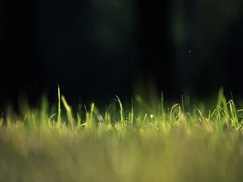 The grass in the wind moves. Summer Stock Footage 76900851